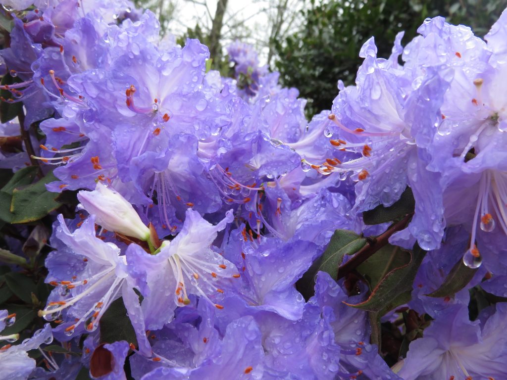 Purple azaleas